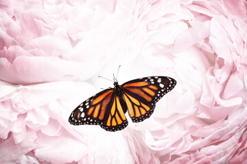 Amazing monarch butterfly on beautiful flowers, closeup
