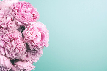Pink peony flower on blue background. Copy space. Floral composition. Wedding, birthday, anniversary bouquet. Woman day, Mother's day. Macro of peonies flowers
