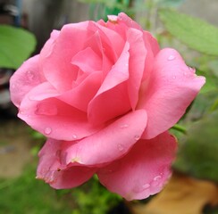 Beautiful Pink Rose In Garden