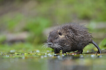 Nutria Myocastor coypus