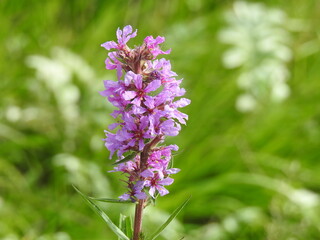 Obraz premium lilac flowers on a green background