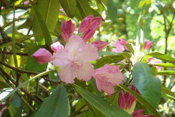 pink rose bush