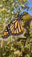 Monarch Butterfly