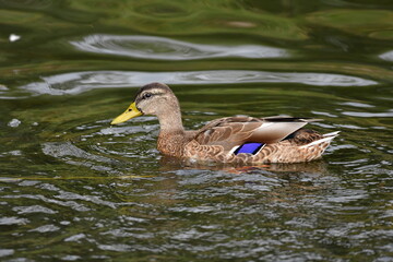 wild ducks swim on the river