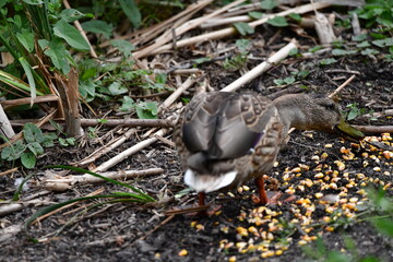 wild ducks swim on the river