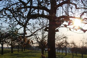 Knospen im Frühling