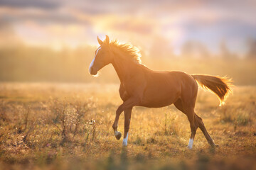 Red horse run in meadow at sunset light