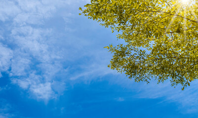 Branch tree and green foliage with sunshine and blue sky cloud natural abstract background. Green leaves of freshness at spring season or summer sunny day in the park.