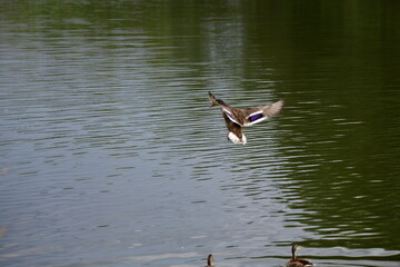 wild ducks swim on the river