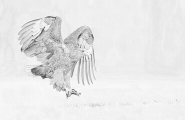 White tailed eagle (Haliaeetus albicilla) sketch