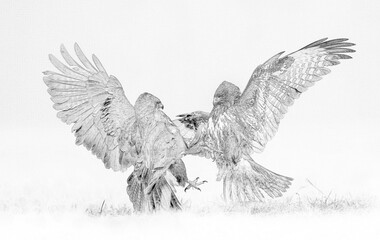 Common buzzards (Buteo buteo) sketch