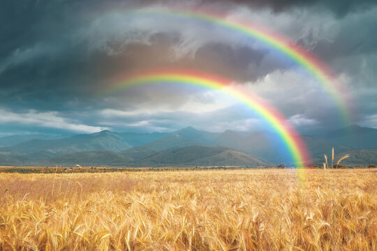 Amazing double rainbow over wheat field under stormy sky