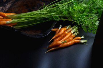 a lot of young carrots on a dark background, a fresh root vegetable on the table at the Vigetorian