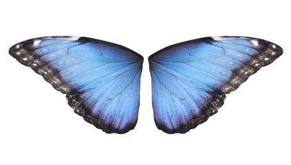 Fototapeta premium Beautiful morpho butterfly wings on white background