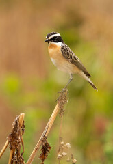 Whinchat perched on a twig, Bahrain