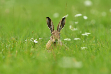 Portrait of wild brown hare head lurking from the grass