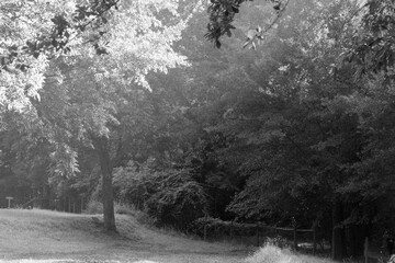 Sunlight streaming through trees