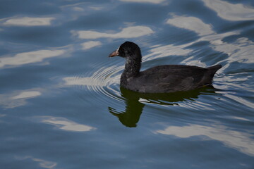 wild ducks swim on the river