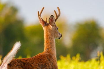 Young White-tailed Buck (Odocoileus virginianus) in the process of molting during late summer with velvet antlers in morning sun. Selective focus, background and foreground blur
