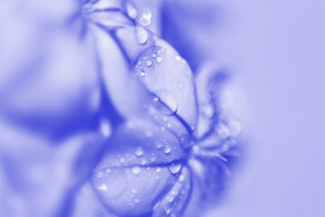 blue flower and drops