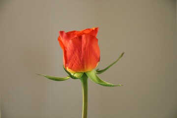 Red rose on isolated gray background. Happy birthday, Valentine day card.