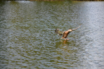 wild ducks swim on the river