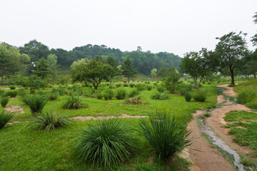 lawn and trees in a park, north china