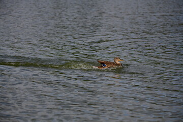 wild ducks swim on the river