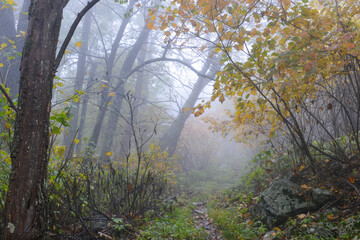 morning in the woods with autumn foliage and fog