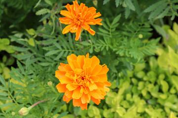 Beautiful bright orange marigold flowers