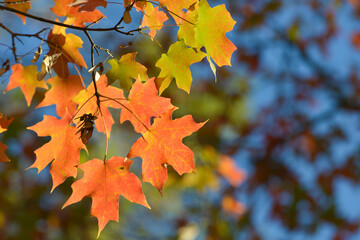 autumn maple leaves background