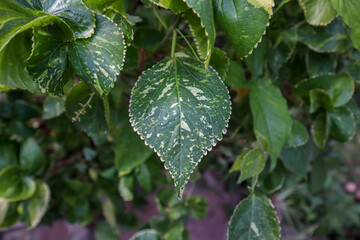 Unique green leaf with white dots. Beautiful isolated green leaf.