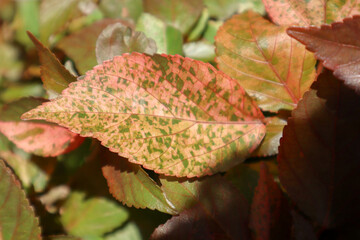 Beautiful red leaf with colorful spots. Unique textured leaves.