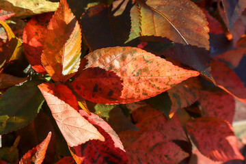 Unique textured leaves. Beautiful red leaf with black spots.
