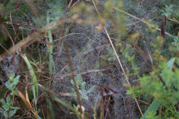 Spinnweben
