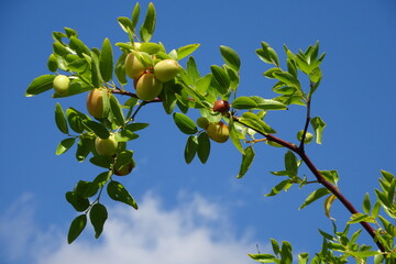 Jujube Fruit on Deciduous Tree
