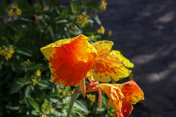 Beautiful Yellow Canna Indica flower with blur background. This plant also known as Canna paniculata, belonging to the family Cannaceae. Canna tuerckheimii.