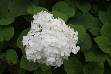 white flowers in the garden