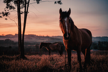 horse in sunset. autumn afternoon. Shadows and trees 