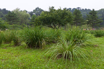lawn and trees in a park, north china