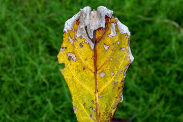 Beautiful rotten dry leaf fallen from a tree in fall season