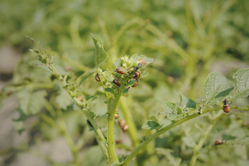 Closeup of Colorado potato beetle larvae on potato seedlings