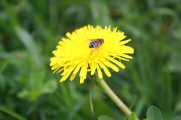 bee on dandelion flower close up close up