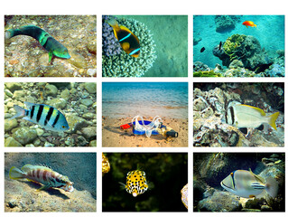 Collage of set underwater images with exotic tropical fishes inhabiting coral reefs of the Red Sea, Middle East. Empty space for text