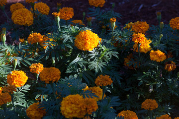 Yellow Marigold