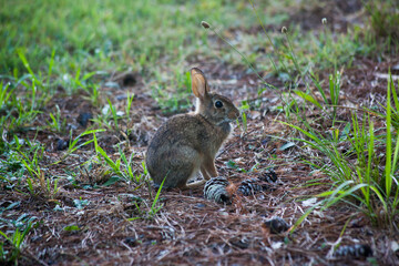 Naklejka na ściany i meble Rabbit outdoors in grass