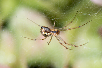 Spinne im Garten