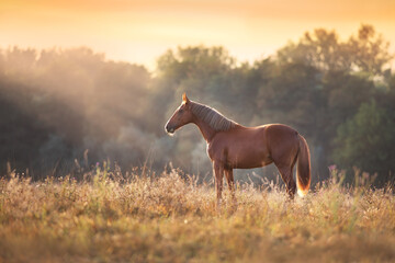 Red horse standing in meadow - obrazy, fototapety, plakaty