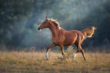Obraz na płótnie Canvas Red horse run in meadow