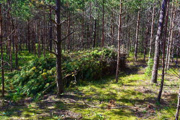 Obraz premium Large quantity of cut and stacked spruce timber in forest for transported. Stack of cut logs. Logging timber industry. Wood logs at illegal logging. Deforestation background